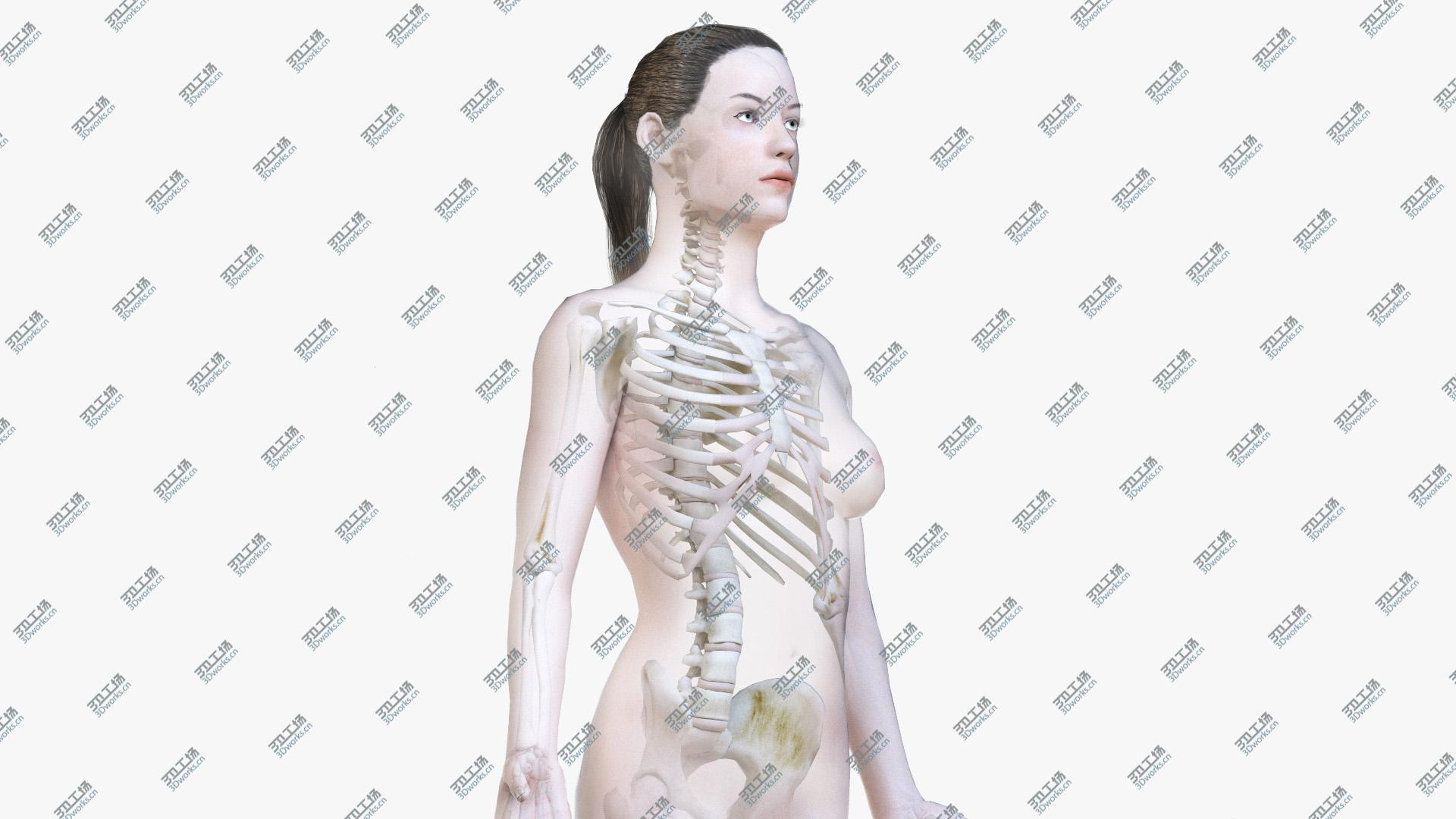 images/goods_img/202104093/3D model Female Body and Skeleton (Low Poly)/1.jpg